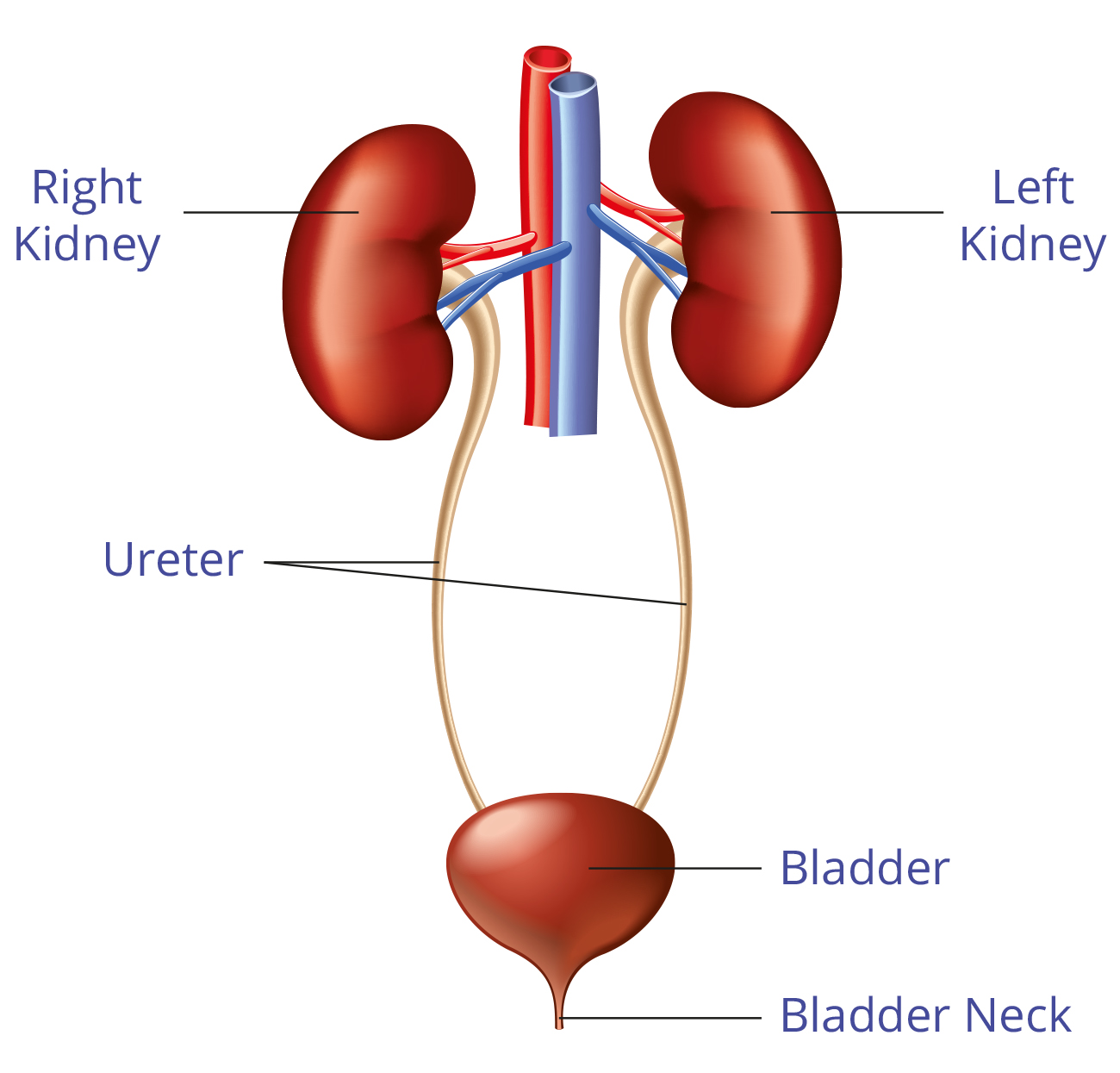 Save Your Kidneys - Health Vision India