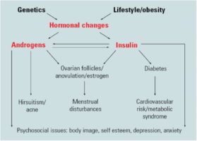 flow chart of hormonal changes