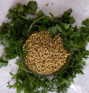 289px x 300px - Coriander leaves a medicinal plant in your own yard - Health Vision