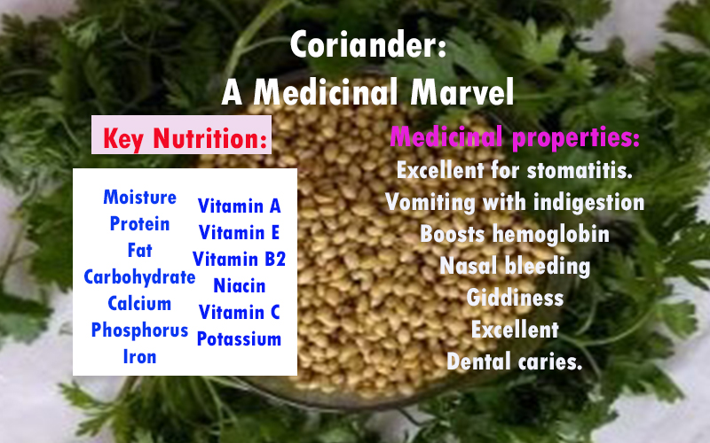Coriander - A Medicinal Marvel