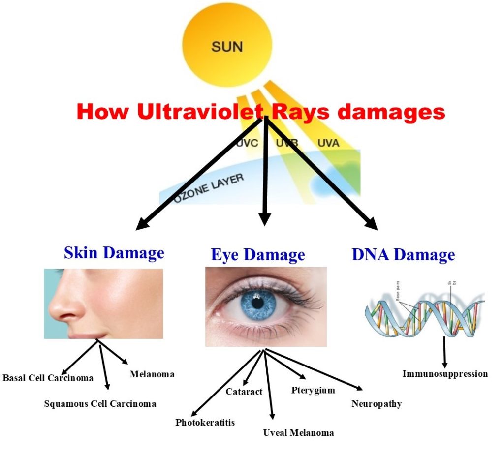 How Ultraviolet rays damages-skin, eyes and DNA? g