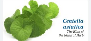  How Centella Asiatica (Brahmi) is essential to our health?