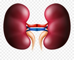 kidney health