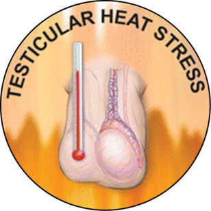 Testicular heat stress