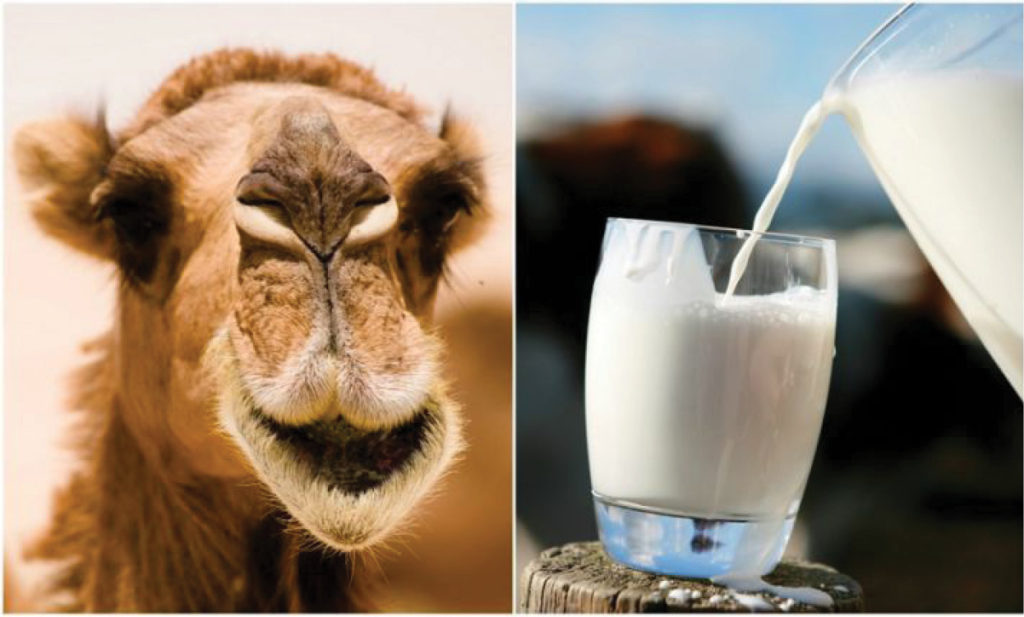 Eight reasons why camel milk is a healthier alternative