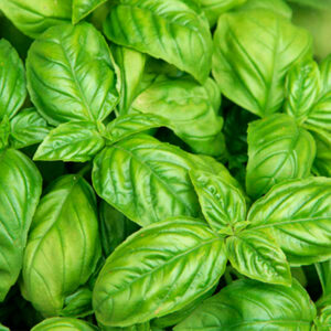 basil-Worth planting these herbals