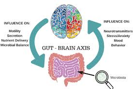 The gut health defines brain health and the central nervous system.