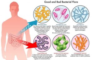 good-and-bad-bacteria