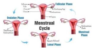 menstrual-phase.