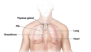 thymus-gland