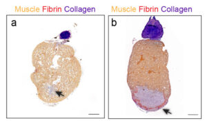 Fish-heart-research-Yaniv.