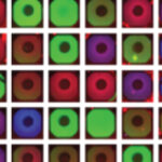 Artificial cells produce parts of viruses for safe studies
