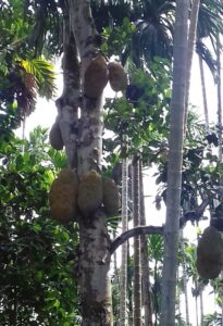 jackfruit-tree