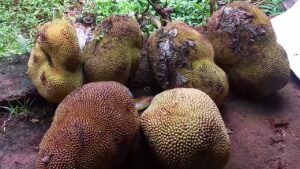 jackfruits