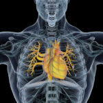Levothyroxine doesn't improve cardiac function after heart attack