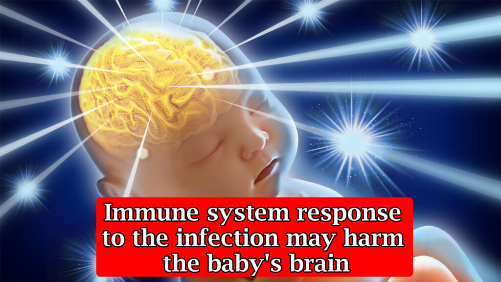 Immune-system-response-to-the-infection-may-harm-the-babys-brain