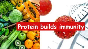 Protein-builds-immunity-