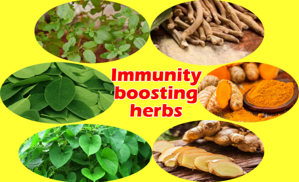 Immunity-boosting-herbs-