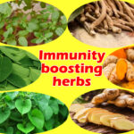 Five immunity boosting herbs to keep diseases at bay