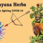 Rasayana herbs- A tool in fighting COVID-19