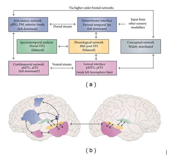 Brain and language -An incredibly broad range of neural processes ...