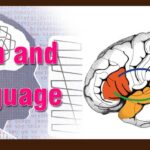 Brain and language -An incredibly broad range of neural processes.