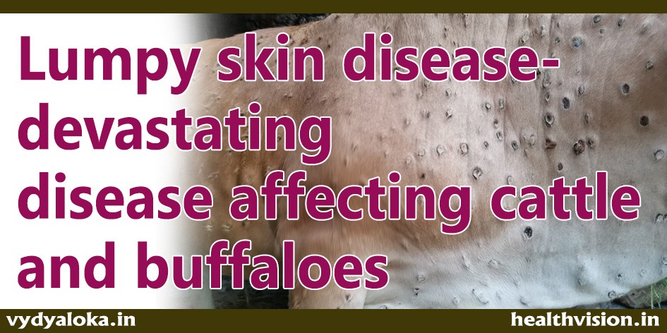 Lumpy-skin-disease