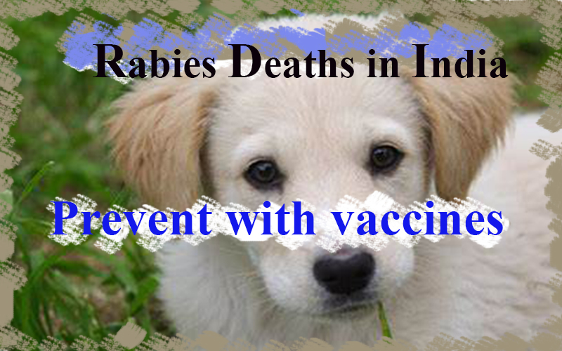 Rabies deaths: Most preventable with vaccines
