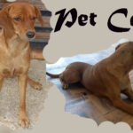Pet Care: World Spaying Day