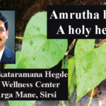 Amrutha balli – A holy herb