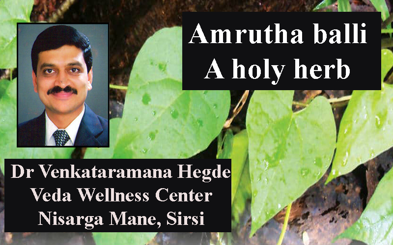Amrutha balli – A holy herb