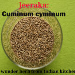 Jeeraka or cumin - A wonder herb from Indian kitchen