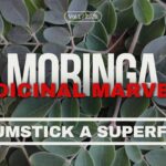 Moringa - Medicinal Marvels of Drumstick