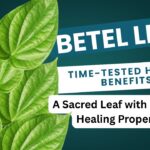 Betel Leaf - A Sacred Leaf with Powerful Healing Properties